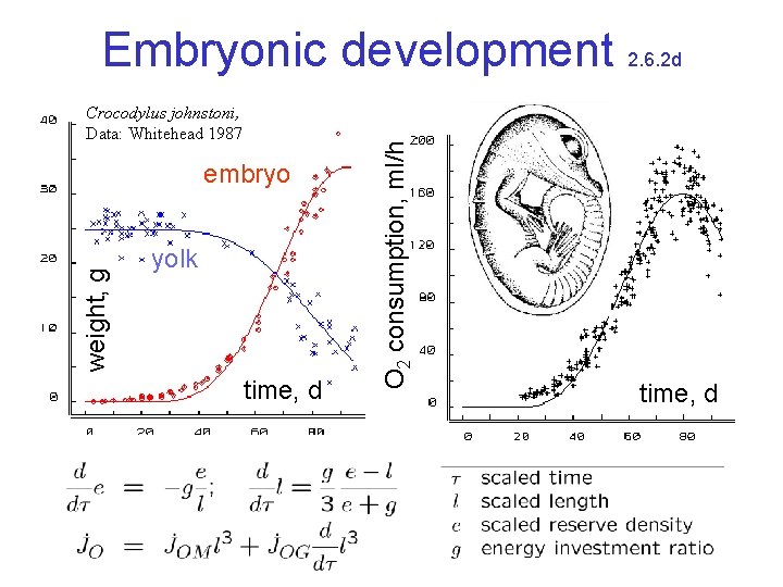 Crocodylus johnstoni, Data: Whitehead 1987 weight, g embryo yolk time, d O 2 consumption,