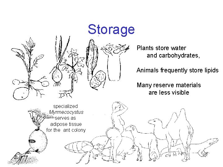 Storage Plants store water and carbohydrates, Animals frequently store lipids Many reserve materials are