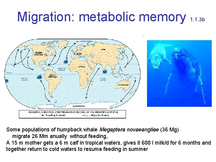 Migration: metabolic memory 1. 1. 3 b Some populations of humpback whale Megaptera novaeangliae