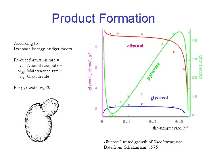 Product Formation According to Dynamic Energy Budget theory: For pyruvate: w. G<0 glycerol throughput