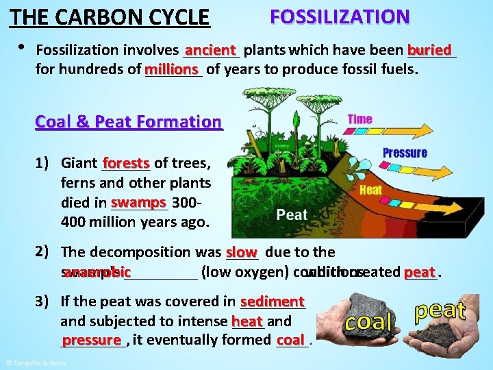 THE CARBON CYCLE • FOSSILIZATION Fossilization involves _______ ancient plants which have been buried