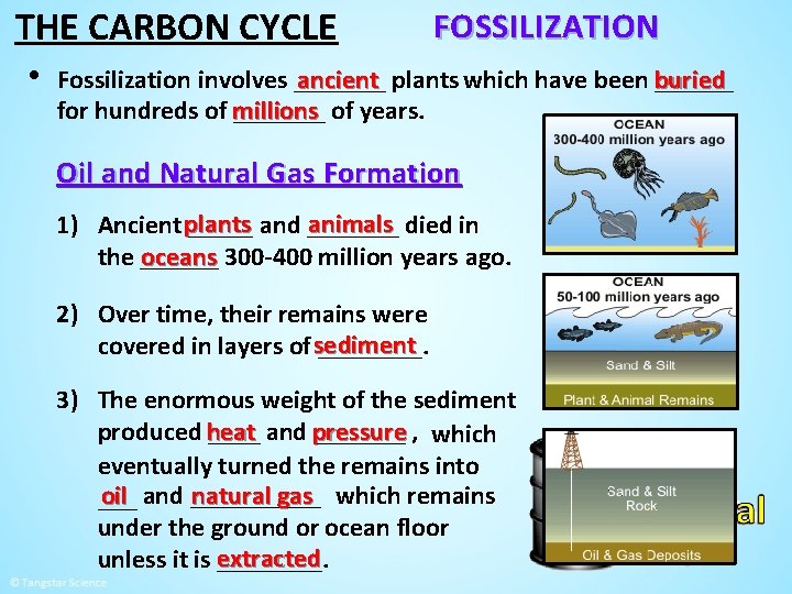THE CARBON CYCLE • FOSSILIZATION Fossilization involves _______ ancient plants which have been buried