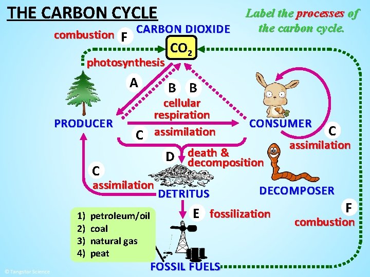 THE CARBON CYCLE combustion F CARBON DIOXIDE photosynthesis A PRODUCER C CO 2 B