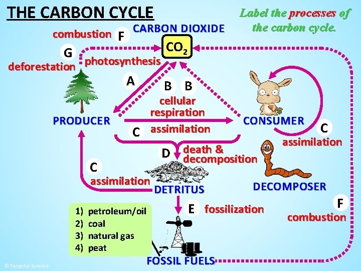 THE CARBON CYCLE combustion F CARBON DIOXIDE G deforestation photosynthesis A PRODUCER C CO