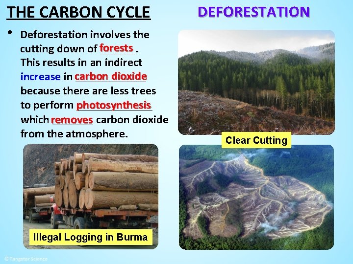 THE CARBON CYCLE • Deforestation involves the cutting down of forests ______. This results