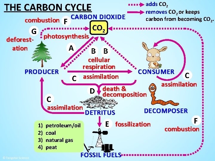 THE CARBON CYCLE combustion F CARBON DIOXIDE G photosynthesis deforestation A PRODUCER C B