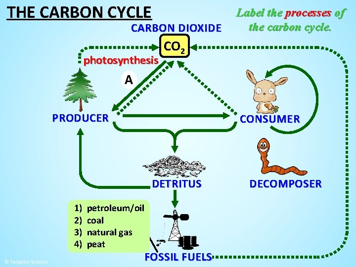 THE CARBON CYCLE CARBON DIOXIDE photosynthesis Label the processes of the carbon cycle. CO