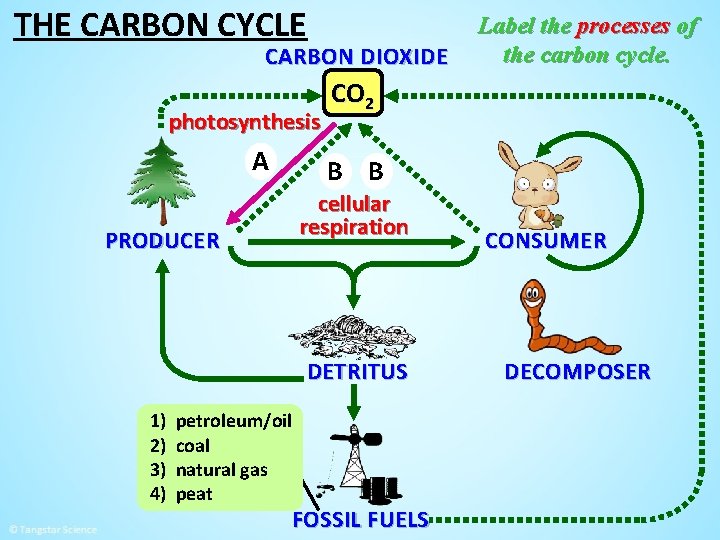 THE CARBON CYCLE CARBON DIOXIDE photosynthesis A CO 2 B B cellular respiration PRODUCER