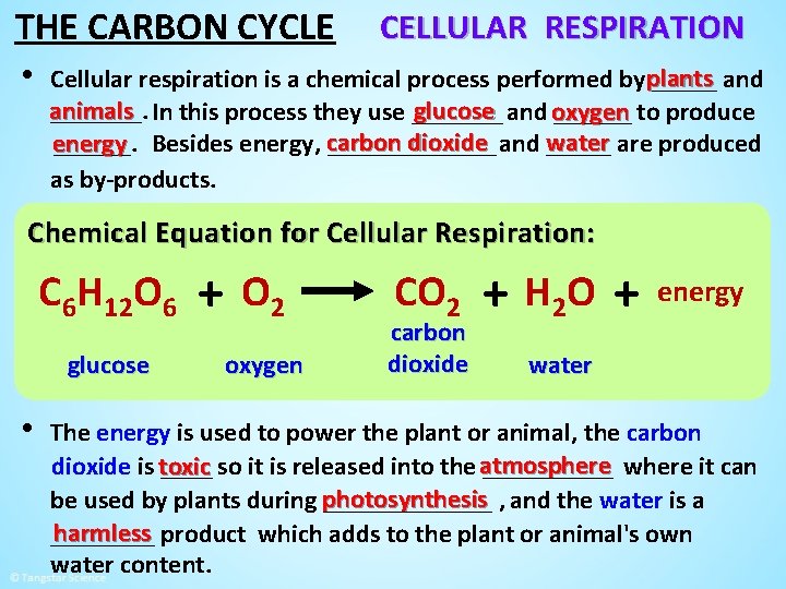 THE CARBON CYCLE • CELLULAR RESPIRATION Cellular respiration is a chemical process performed byplants