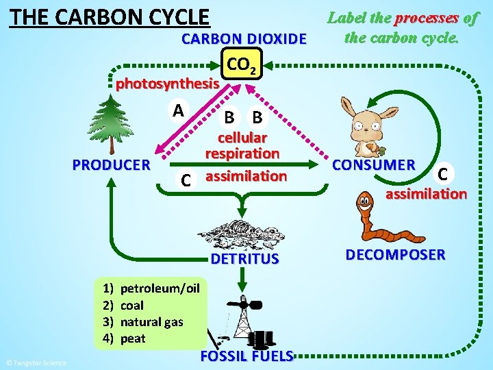 THE CARBON CYCLE CARBON DIOXIDE photosynthesis A PRODUCER CO 2 B B cellular respiration