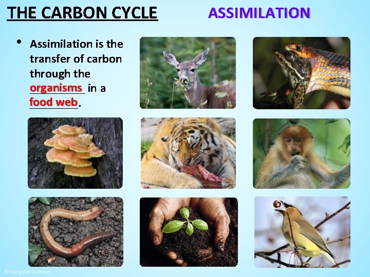 THE CARBON CYCLE • Assimilation is the transfer of carbon through the organisms _____