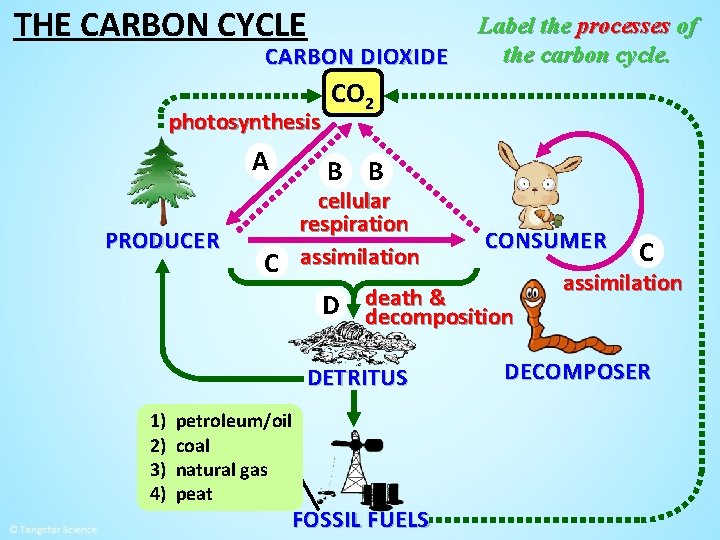 THE CARBON CYCLE CARBON DIOXIDE photosynthesis A PRODUCER CO 2 B B cellular respiration