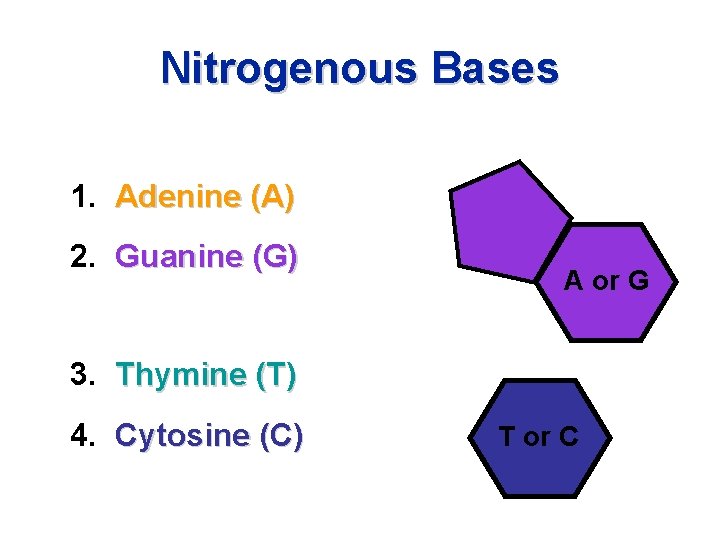 Nitrogenous Bases • PURINES 1. Adenine (A) 2. Guanine (G) A or G •