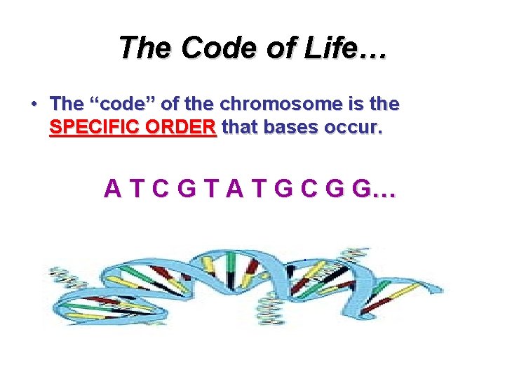The Code of Life… • The “code” of the chromosome is the SPECIFIC ORDER