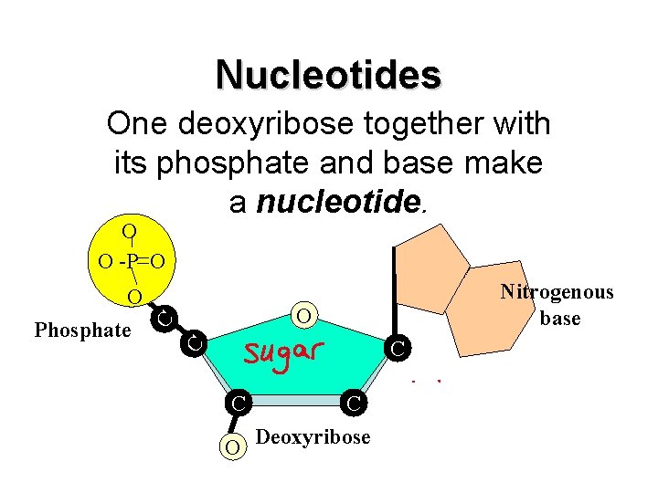 Nucleotides One deoxyribose together with its phosphate and base make a nucleotide. O O