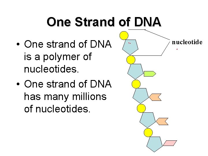 One Strand of DNA • One strand of DNA is a polymer of nucleotides.