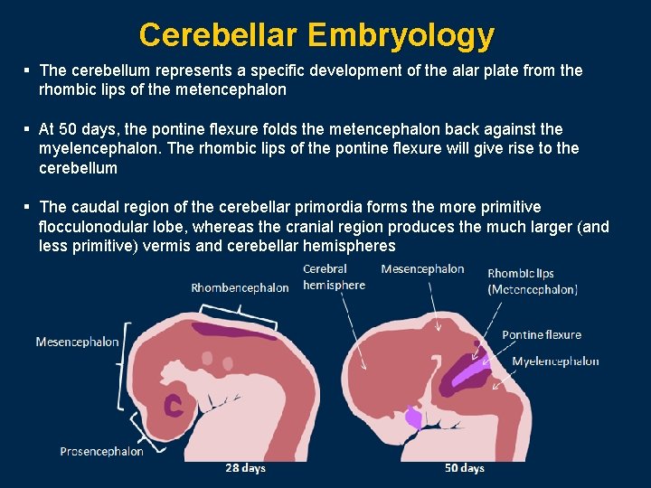 Cerebellar Embryology § The cerebellum represents a specific development of the alar plate from