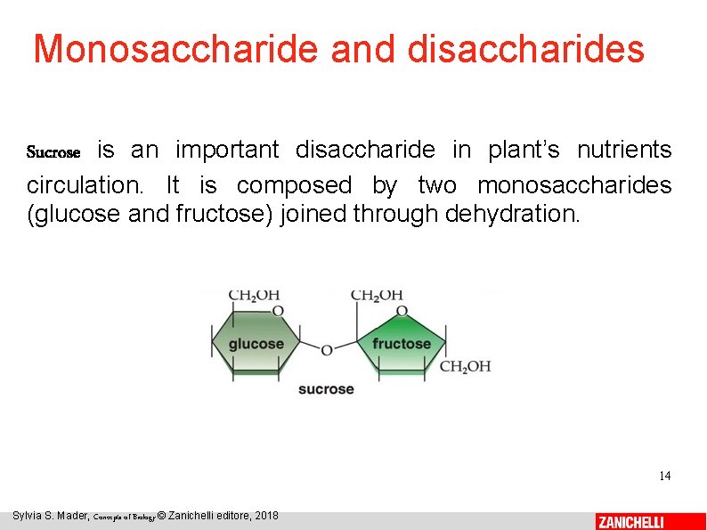 Monosaccharide and disaccharides Sucrose is an important disaccharide in plant’s nutrients circulation. It is