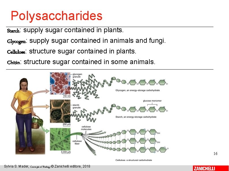 Polysaccharides Starch: supply sugar contained in plants. Glycogen: supply sugar contained in animals and