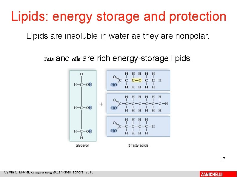 Lipids: energy storage and protection Lipids are insoluble in water as they are nonpolar.