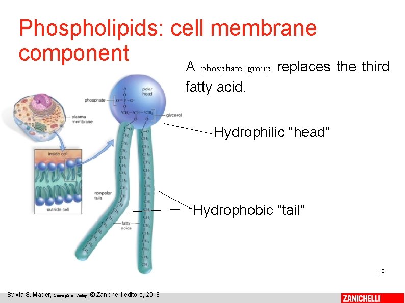 Phospholipids: cell membrane component A phosphate group replaces the third fatty acid. Hydrophilic “head”