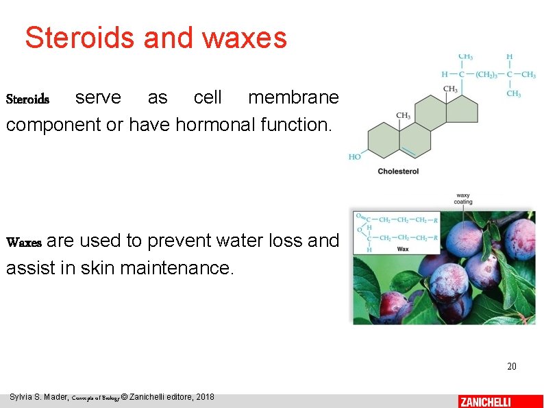 Steroids and waxes Steroids serve as cell membrane component or have hormonal function. Waxes