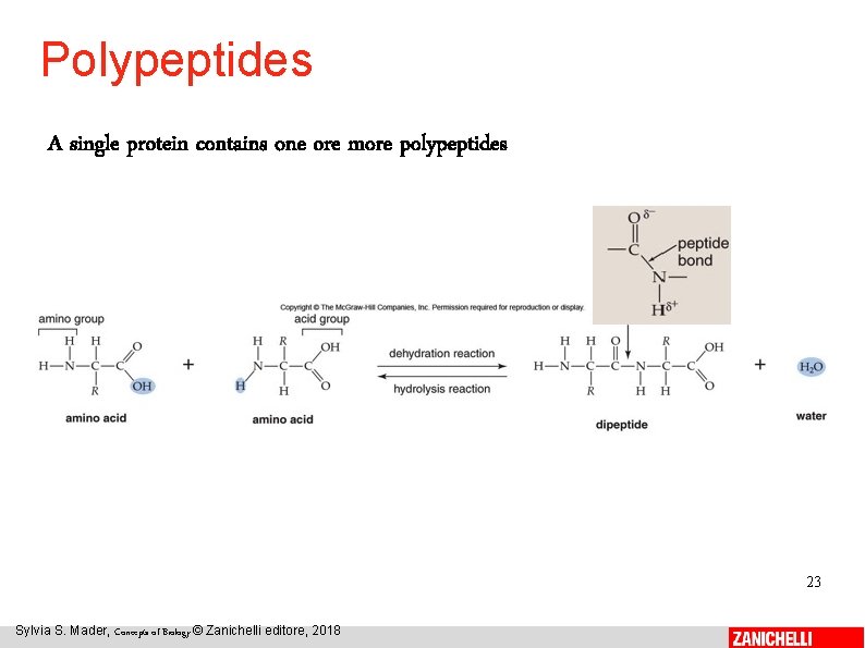 Polypeptides A single protein contains one ore more polypeptides 23 Sylvia S. Mader, Concepts