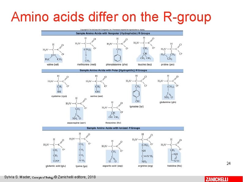 Amino acids differ on the R-group 24 Sylvia S. Mader, Concepts of Biology ©