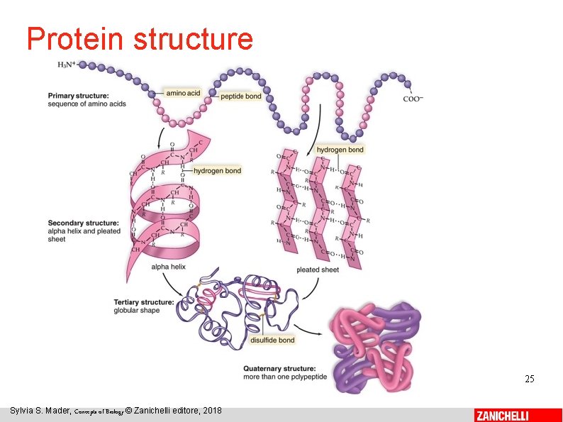 Protein structure 25 Sylvia S. Mader, Concepts of Biology © Zanichelli editore, 2018 