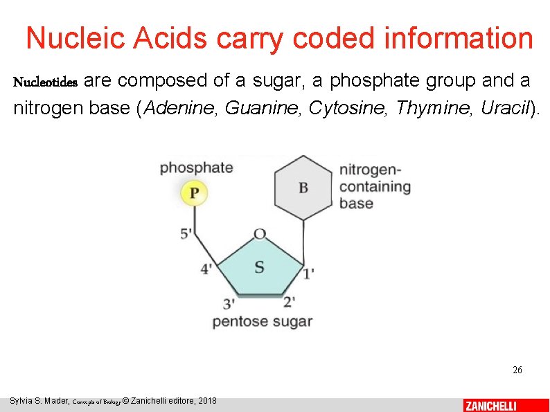 Nucleic Acids carry coded information Nucleotides are composed of a sugar, a phosphate group