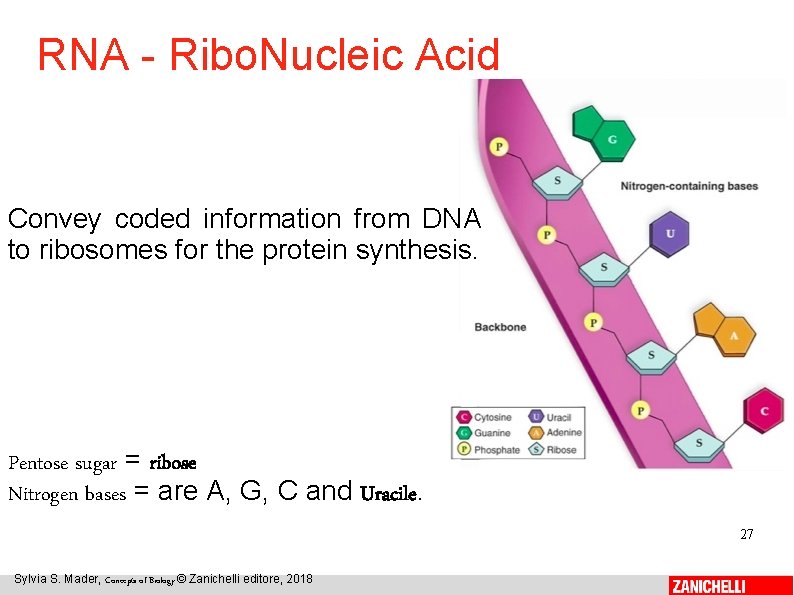RNA - Ribo. Nucleic Acid Convey coded information from DNA to ribosomes for the