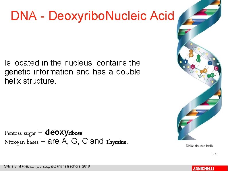 DNA - Deoxyribo. Nucleic Acid Is located in the nucleus, contains the genetic information