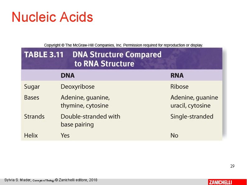 Nucleic Acids 29 Sylvia S. Mader, Concepts of Biology © Zanichelli editore, 2018 