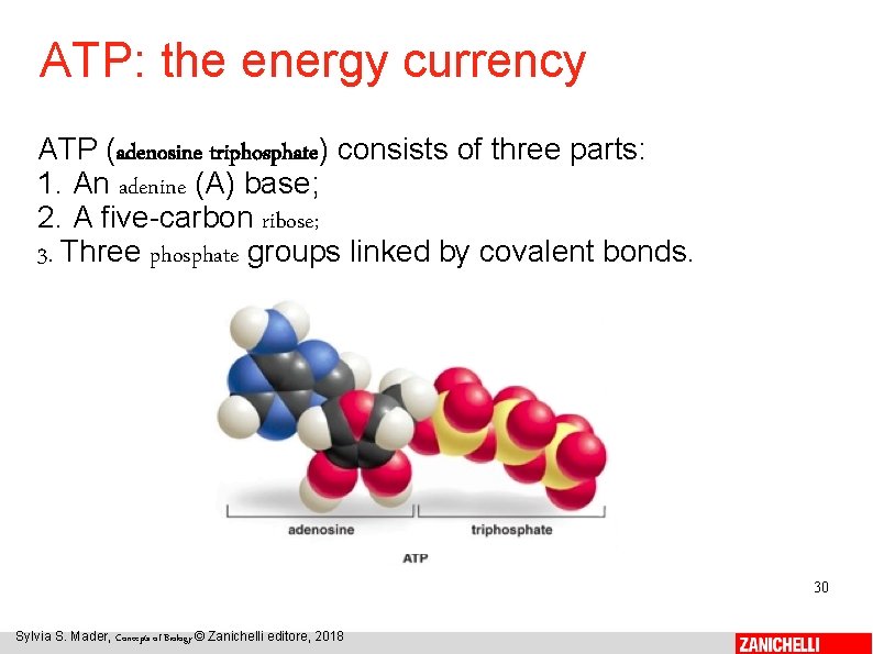 ATP: the energy currency ATP (adenosine triphosphate) consists of three parts: 1. An adenine