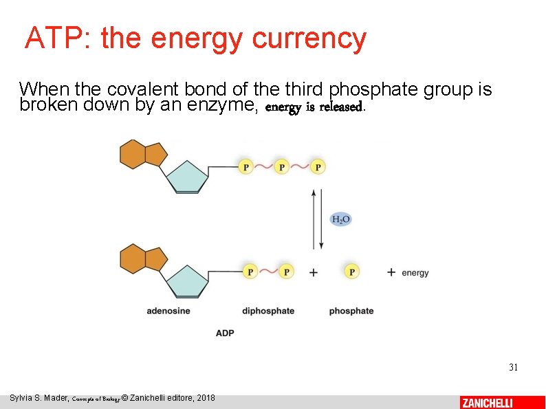 ATP: the energy currency When the covalent bond of the third phosphate group is