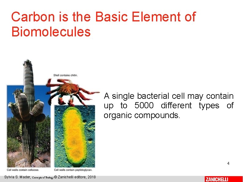 Carbon is the Basic Element of Biomolecules A single bacterial cell may contain up