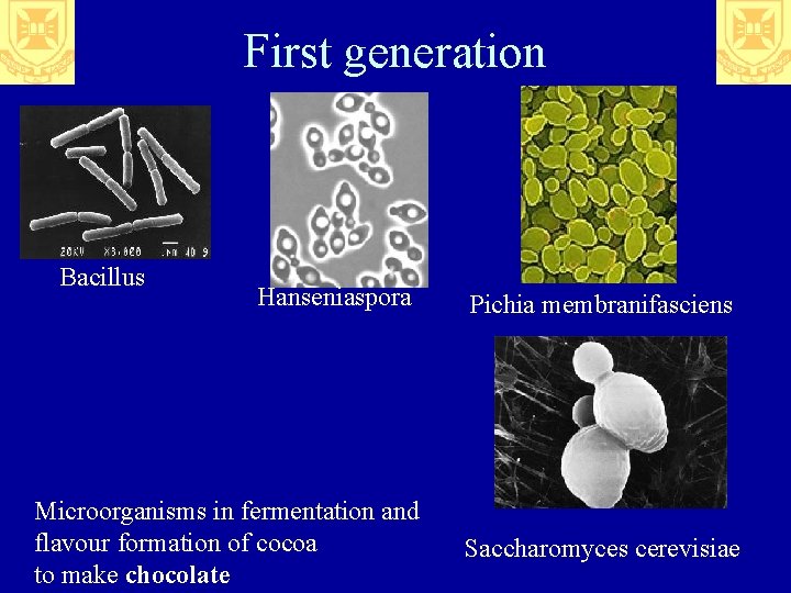 First generation Bacillus Hanseniaspora Pichia membranifasciens Microorganisms in fermentation and flavour formation of cocoa