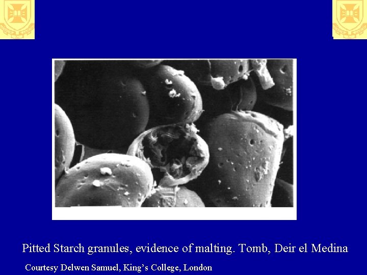 Pitted Starch granules, evidence of malting. Tomb, Deir el Medina Courtesy Delwen Samuel, King’s