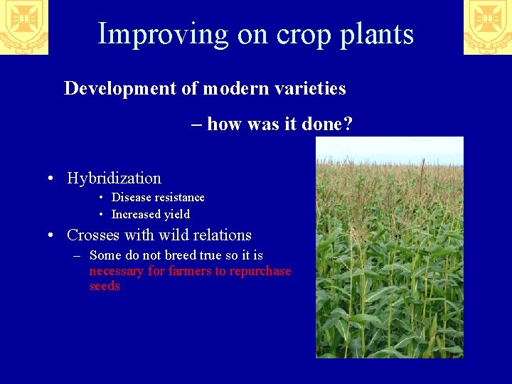 Improving on crop plants Development of modern varieties – how was it done? •