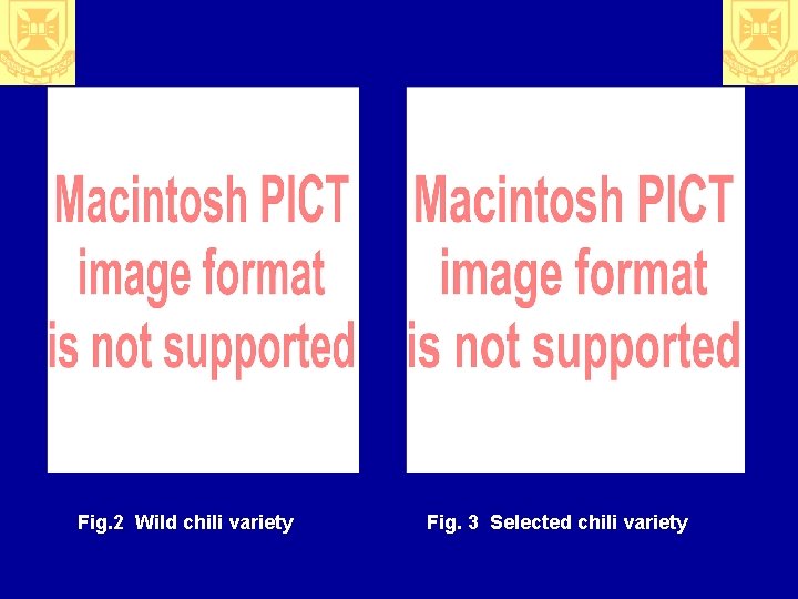 Fig. 2 Wild chili variety Fig. 3 Selected chili variety 