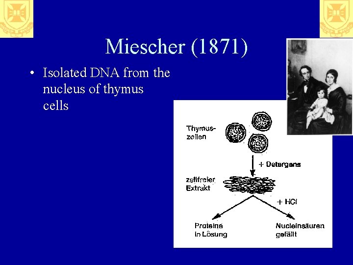 Miescher (1871) • Isolated DNA from the nucleus of thymus cells 