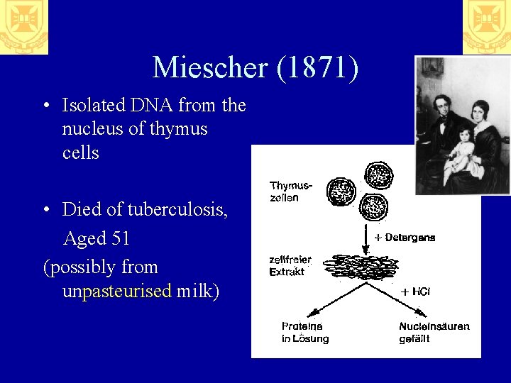 Miescher (1871) • Isolated DNA from the nucleus of thymus cells • Died of