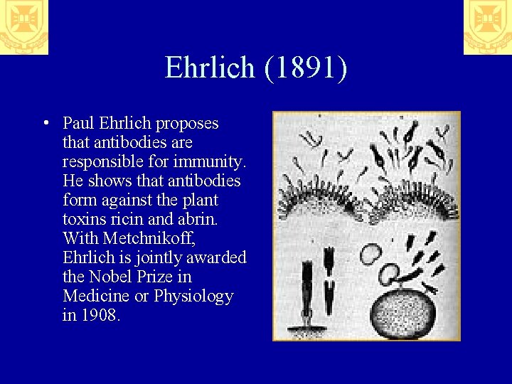 Ehrlich (1891) • Paul Ehrlich proposes that antibodies are responsible for immunity. He shows