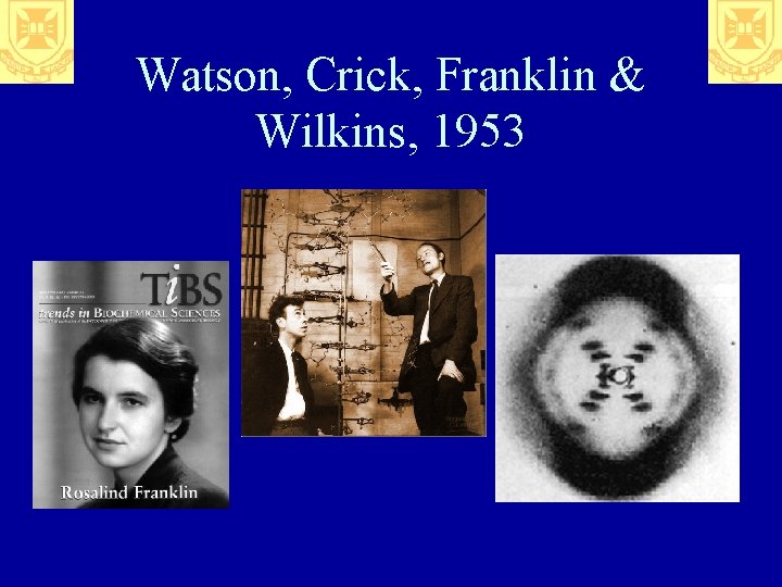 Watson, Crick, Franklin & Wilkins, 1953 