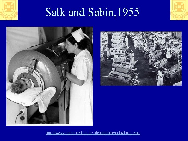 Salk and Sabin, 1955 http: //www-micro. msb. le. ac. uk/tutorials/polio/ilung. mov 