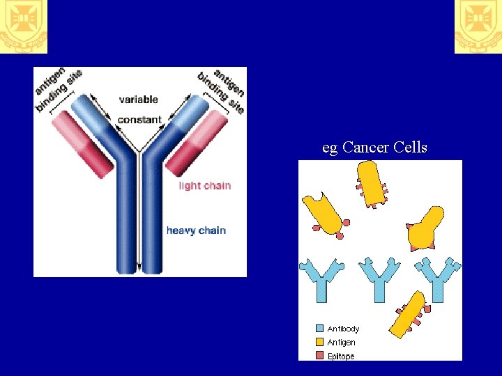 eg Cancer Cells 