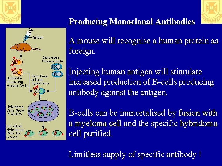 Producing Monoclonal Antibodies A mouse will recognise a human protein as foreign. Injecting human