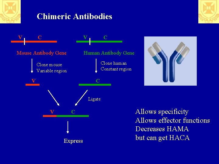 Chimeric Antibodies V C V Mouse Antibody Gene C Human Antibody Gene Clone human