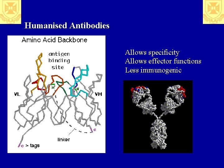 Humanised Antibodies Allows specificity Allows effector functions Less immunogenic 