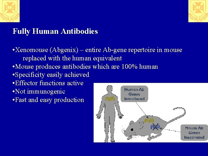 Fully Human Antibodies • Xenomouse (Abgenix) – entire Ab-gene repertoire in mouse replaced with